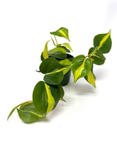 Load image into Gallery viewer, Philodendron Brazil