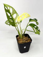 Load image into Gallery viewer, Monstera Adansonii Variegated G