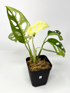Monstera Adansonii Variegated G