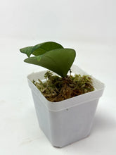 Load image into Gallery viewer, Hoya Meena Silver  (H. Crassipetiolata Splash x H. 'Michele') B