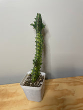 Load image into Gallery viewer, 119. Euphorbia Trigona Mint Cream