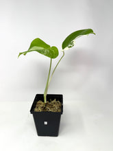 Load image into Gallery viewer, Monstera Deliciosa Albo Variegated L