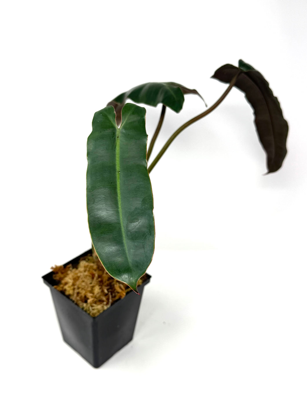 Philodendron Atabapoense