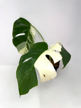 Load image into Gallery viewer, Monstera Deliciosa Albo Variegated C