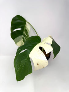 Monstera Deliciosa Albo Variegated C