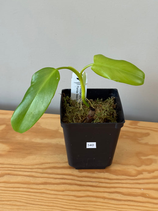 340. Philodendron Florida Beauty (reverted)
