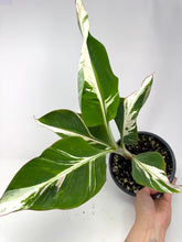 Load image into Gallery viewer, Musa Ae Ae Variegated Banana Tree (Ships within Canada only)
