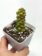 Load image into Gallery viewer, Euphorbia Ritchiei Variegated (Ships within Canada only)