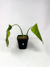 Load image into Gallery viewer, Monstera Deliciosa Aurea Variegated A