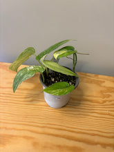 Load image into Gallery viewer, 185. Scindapsus Jade Satin Variegated