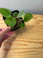Load image into Gallery viewer, 49. Scindapsus Platinum