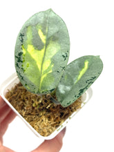 Load image into Gallery viewer, Hoya Carnosa Argentea Princess C