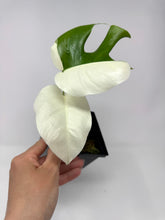 Load image into Gallery viewer, Monstera Deliciosa Albo Variegated D