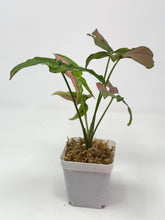 Load image into Gallery viewer, Syngonium Tricolour ‘Red Spot’