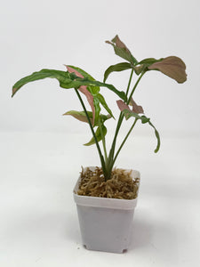 Syngonium Tricolour ‘Red Spot’