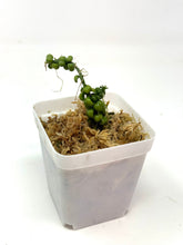 Load image into Gallery viewer, Dischidia Dragon Jade