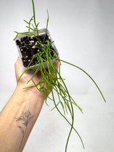 Load image into Gallery viewer, Rhipsalis Burchellii- Ships within Canada only