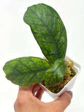 Load image into Gallery viewer, Hoya Surprise (Deykeae x Chicken Farm)