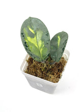 Load image into Gallery viewer, Hoya Carnosa Argentea Princess C