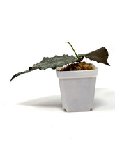 Load image into Gallery viewer, Hoya Caudata Silver Ghost