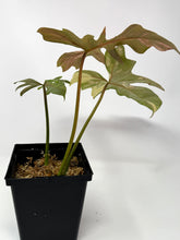 Load image into Gallery viewer, Philodendron Florida Beauty x Mayoi