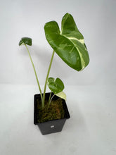 Load image into Gallery viewer, Alocasia Maccrorhiza Variegated D