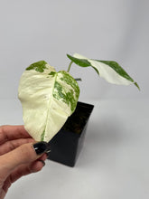 Load image into Gallery viewer, Monstera Deliciosa Albo Variegated C