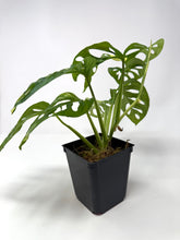 Load image into Gallery viewer, Monstera Adansonii Albo Variegated G