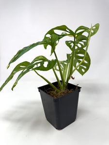 Monstera Adansonii Albo Variegated G