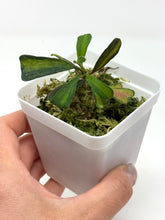 Load image into Gallery viewer, Hoya Manipurensis Variegated C