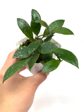 Load image into Gallery viewer, Hoya Walliniana UT-152