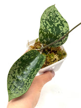 Load image into Gallery viewer, Hoya Glabra Silver C