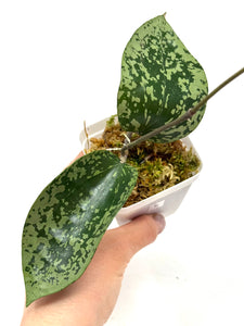 Hoya Glabra Silver C