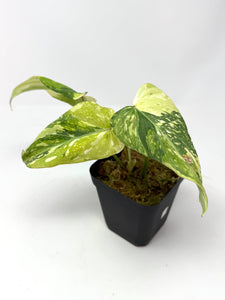 Philodendron Gloriosum Variegated A