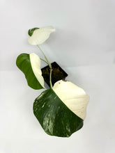 Load image into Gallery viewer, Monstera Deliciosa Albo Variegated C