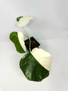 Monstera Deliciosa Albo Variegated C