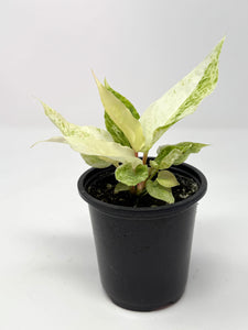 Anthurium Hookeri Variegated