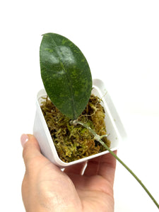 Hoya Lambii Silver B