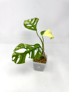 Monstera Adansonii Variegated E