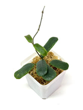 Load image into Gallery viewer, Hoya Rotundiflora