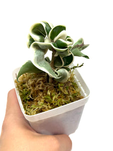 Hoya Carnosa Compacta Albo Variegated