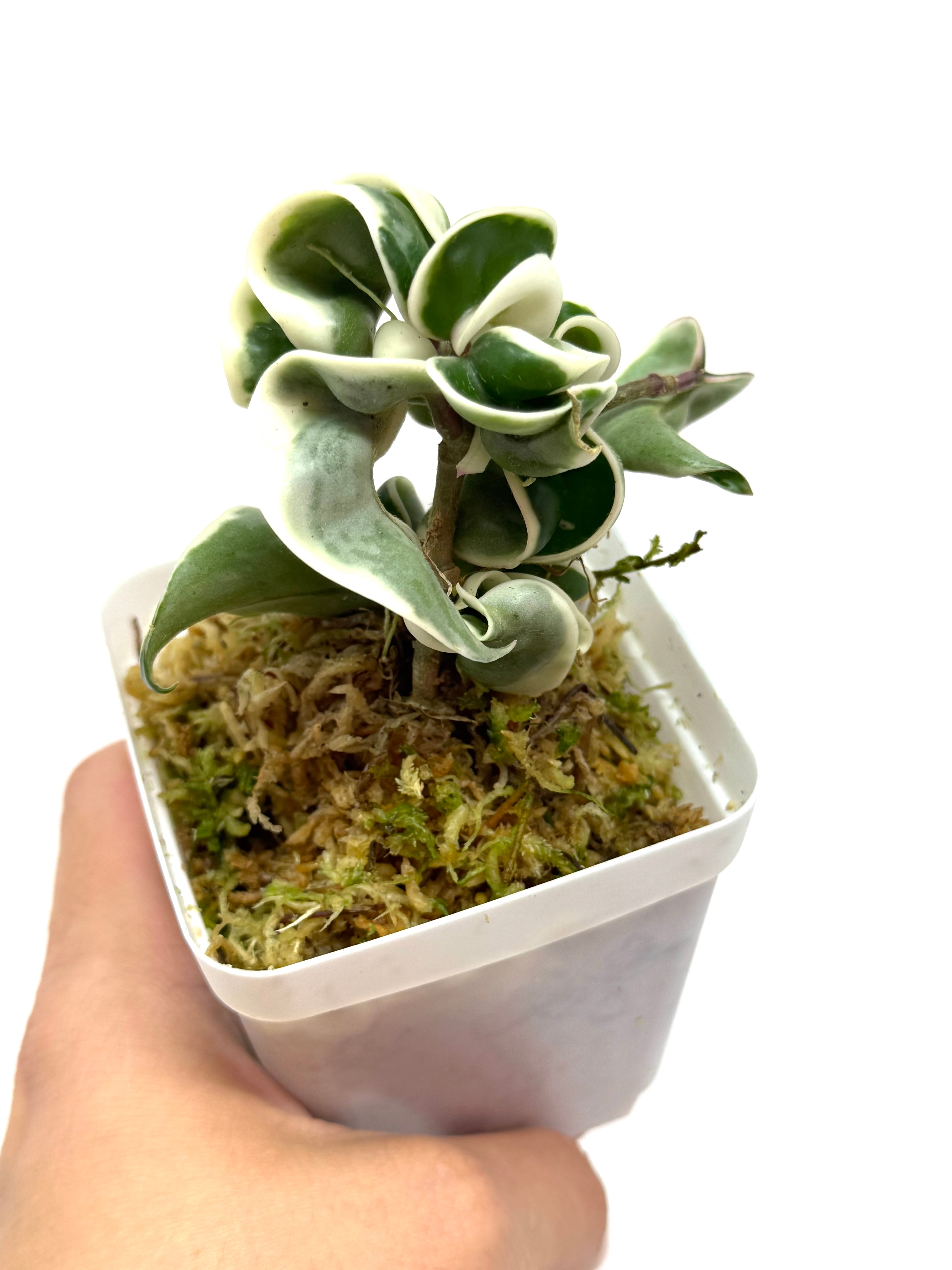 Hoya Carnosa Compacta Albo Variegated – Planthaven Toronto