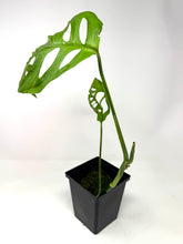 Load image into Gallery viewer, Monstera Esqueleto