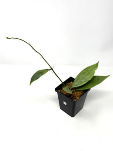 Hoya Germany Silver B