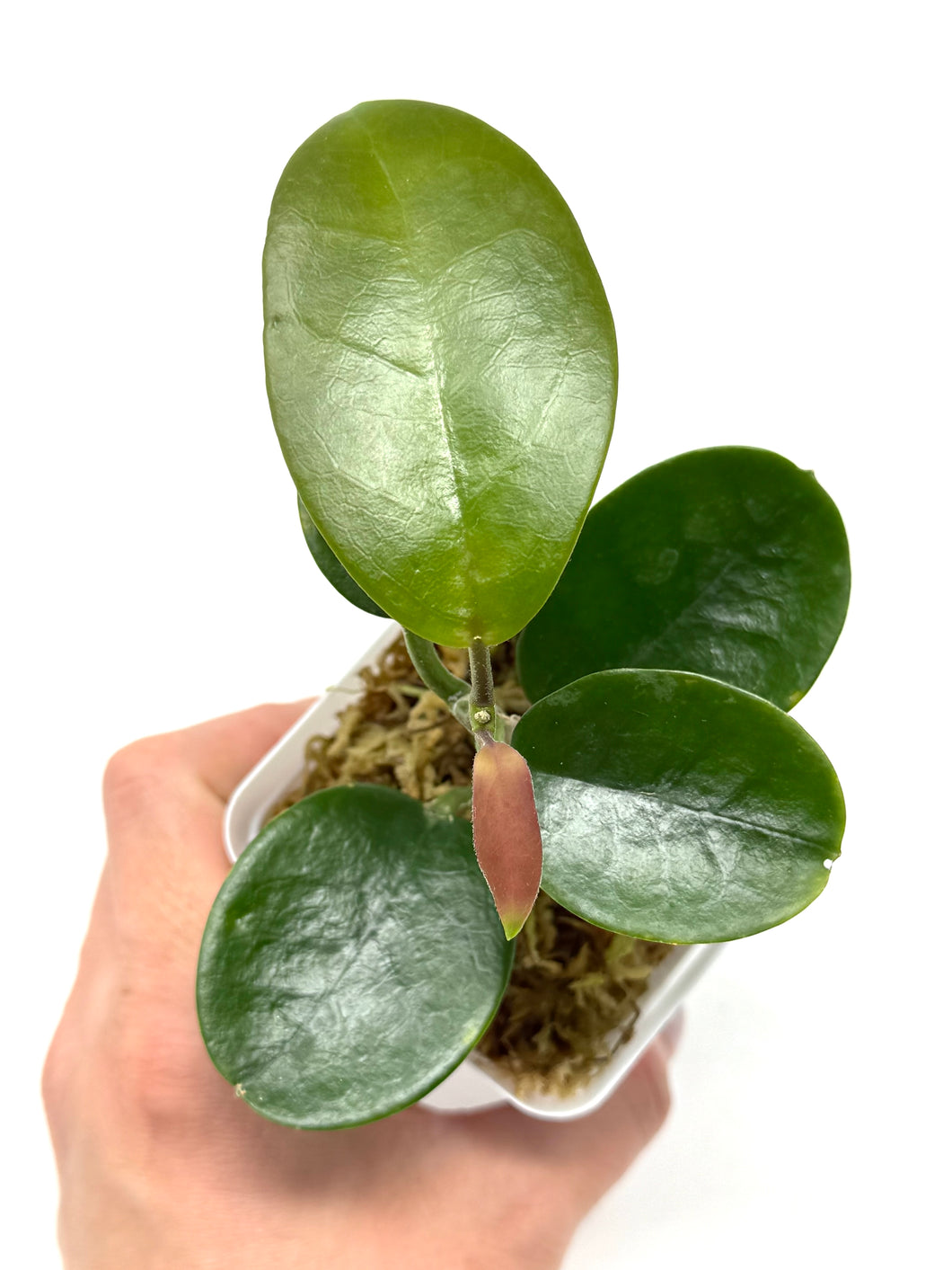 Hoya Australis