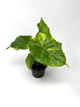 Load image into Gallery viewer, Alocasia Odora Aurea Variegated