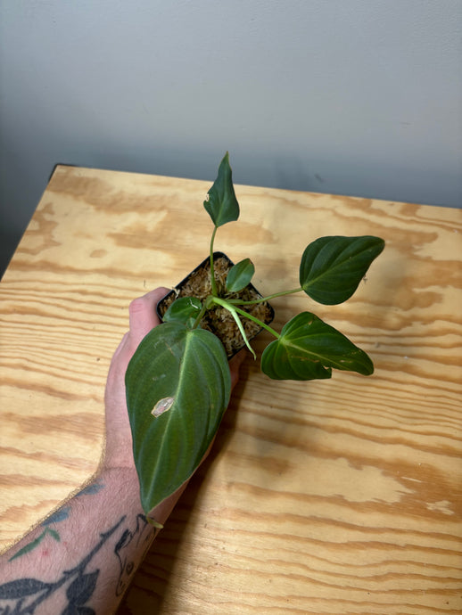 274. Philodendron Glorious