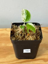 Load image into Gallery viewer, 167. Epipremnum Aureum Manjula