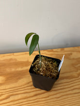 Load image into Gallery viewer, 1. Hoya Burmanica