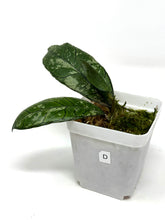 Load image into Gallery viewer, Hoya Gunung Gading Silver Ghost D